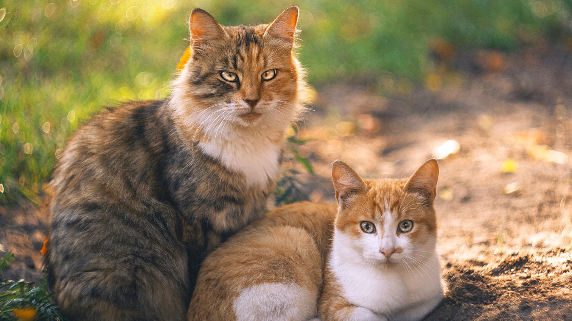 USM Alger 历史性首夺阿尔及利亚篮球杯冠军,阿尔及利亚球员