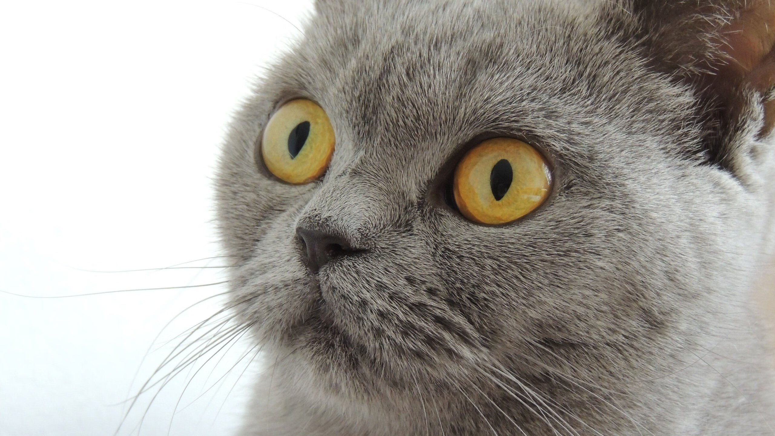 中超联赛国家队晋级 球迷为球队呐喊助威,中超联赛准入名单