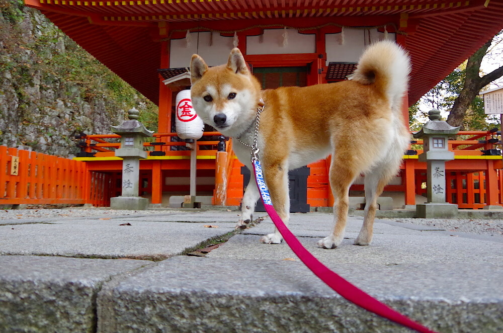 国际乒联混合团体世界杯:德国队未来在全球乒乓格局中的角色,德国队乒乓球团体赛