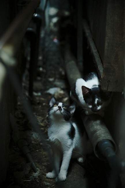 新加坡队在国际乒联混合团体世界杯中的完美团队协作,新加坡乒乓球队员名单