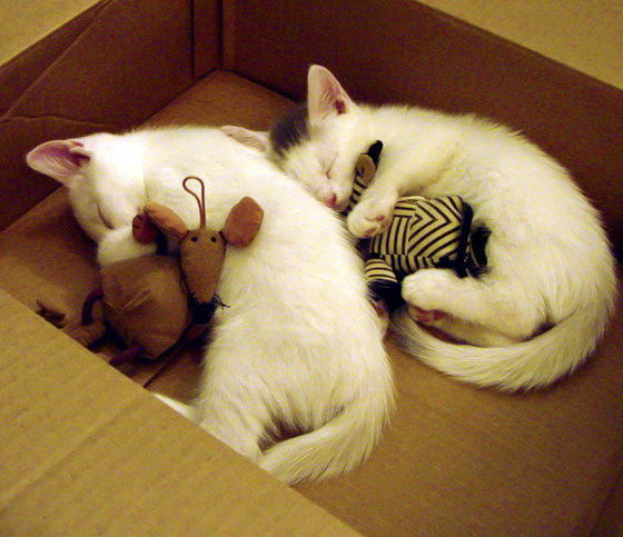 自由泳划频与划幅协调性分析,自由泳划水频率越快速度越快吗