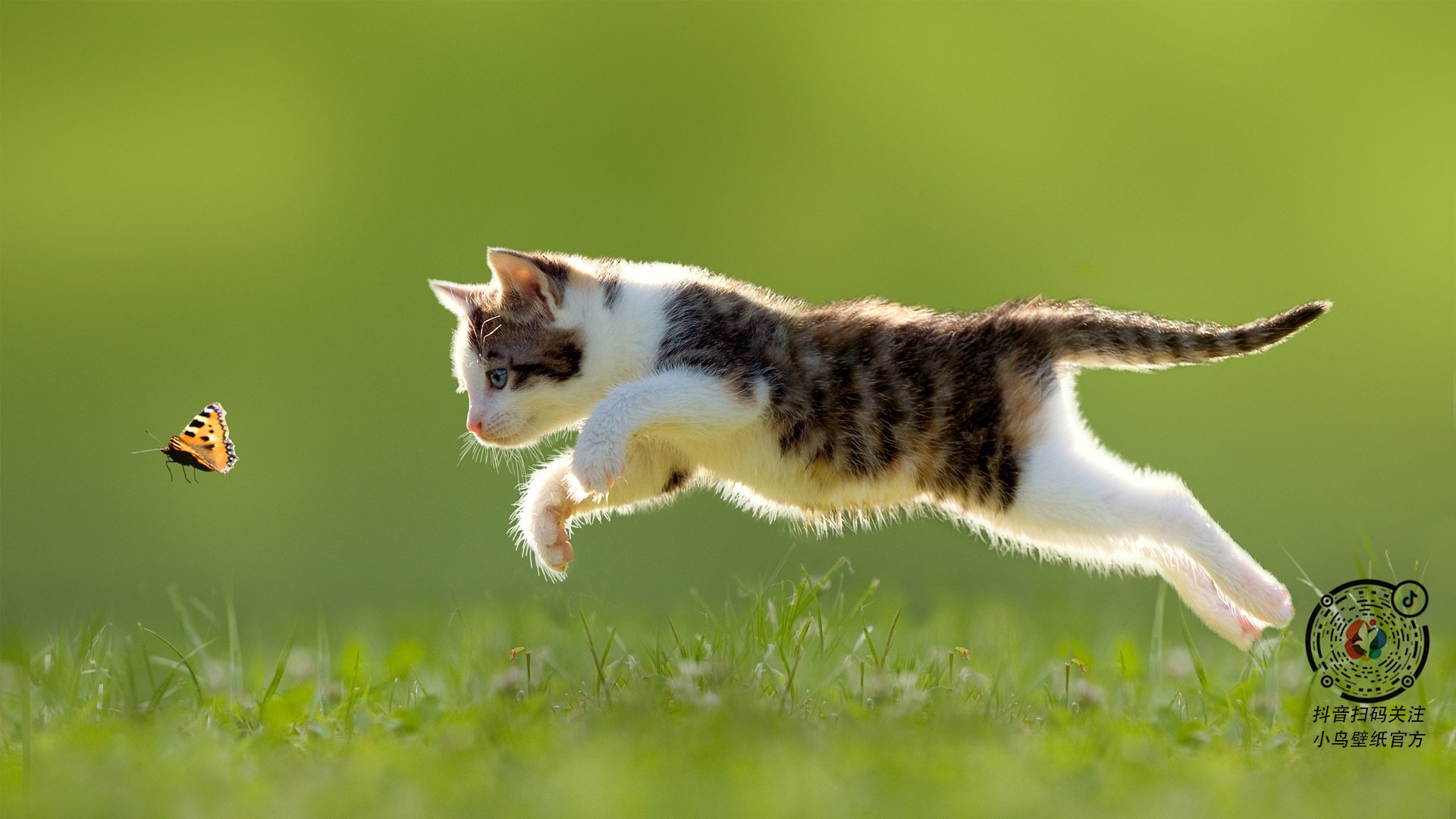 “马丁·高尔西的战术灵感引领美洲狮队防线的全面升级”