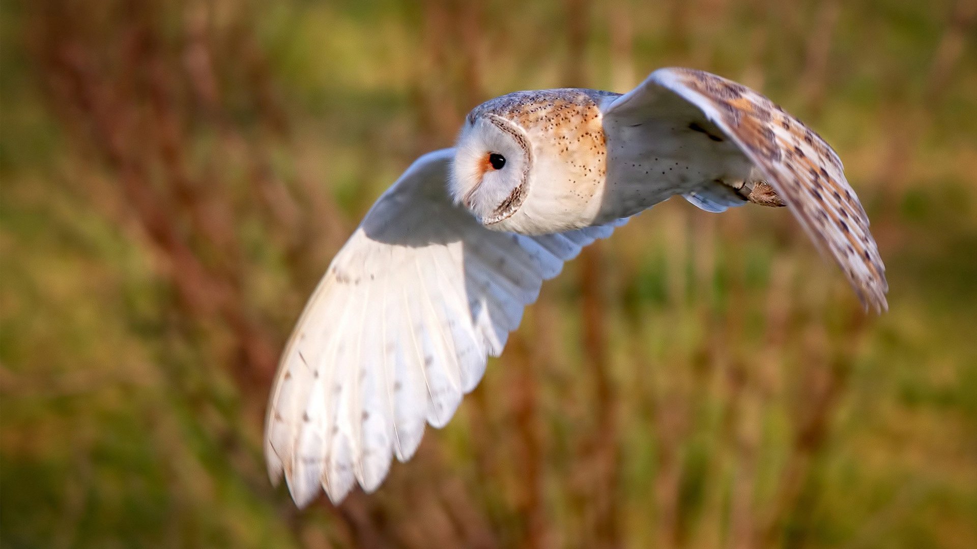 爱游戏体育官网-中国队精准换泳助力夺铜成功，中国队泳裤
