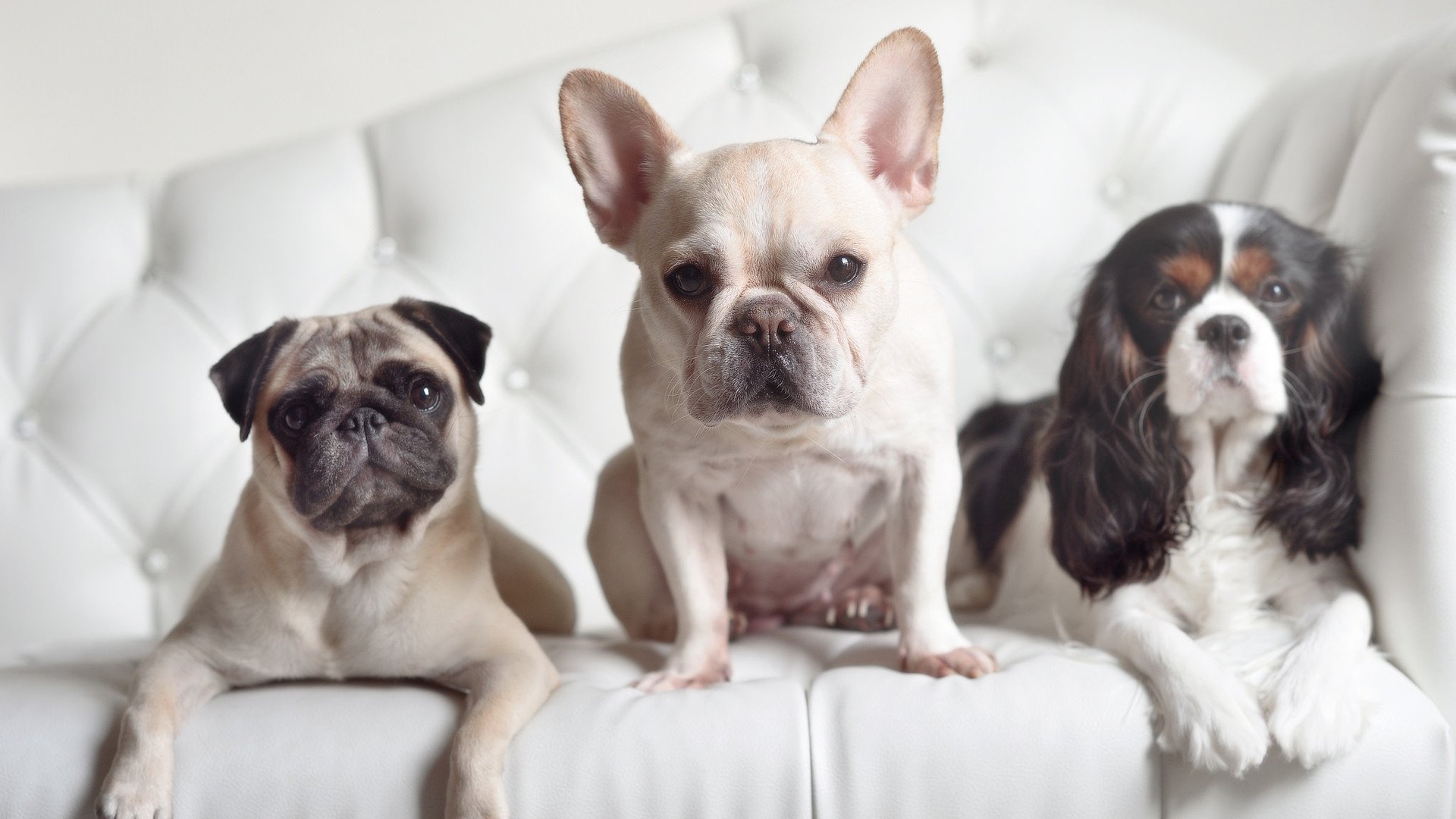 奥康纳的领导力与球技完美结合,袋鼠队屡屡创造精彩时刻,奥康纳斯诺克简介