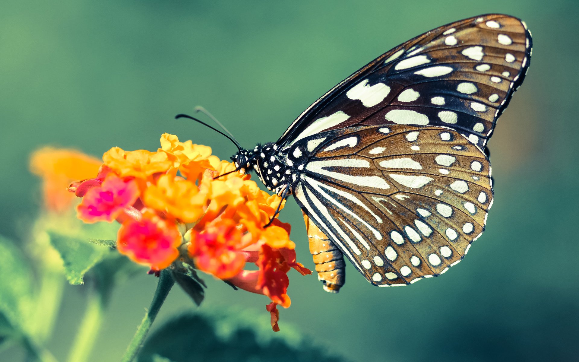 尼日尔男篮在非洲锦标赛中夺冠,推动当地体育发展