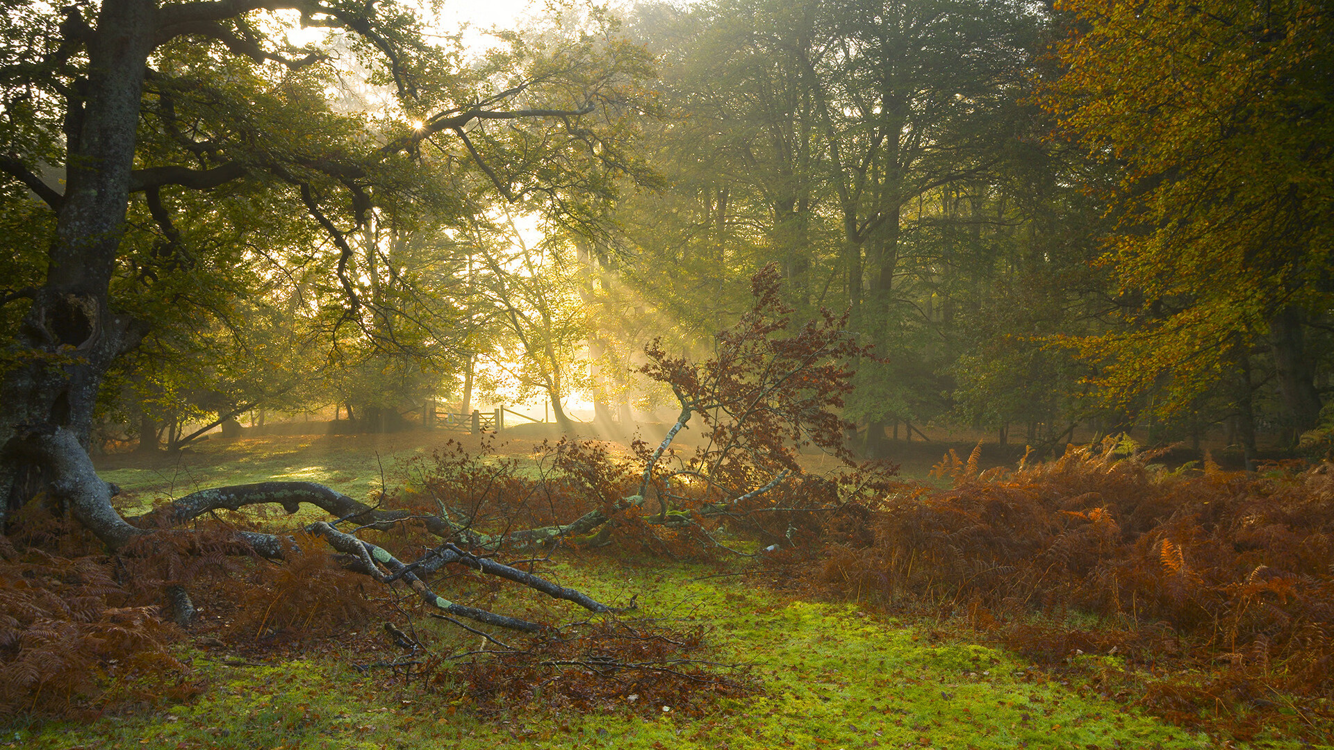 爱游戏体育-德甲比赛的数字化观赛体验，德甲赛制介绍
