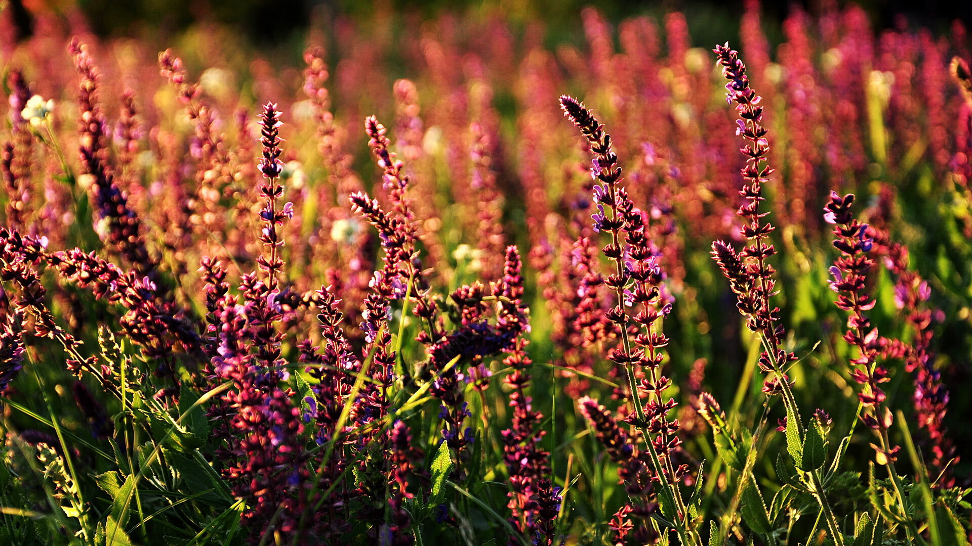 爱游戏官网充值-橄榄球文化逐步融入本土教育，传统橄榄球