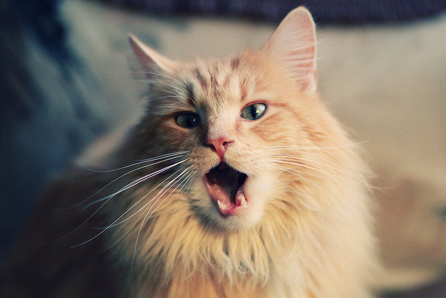 欧洲杯悬念迭起:战术变幻引爆观赛热情,欧洲杯比赛解析