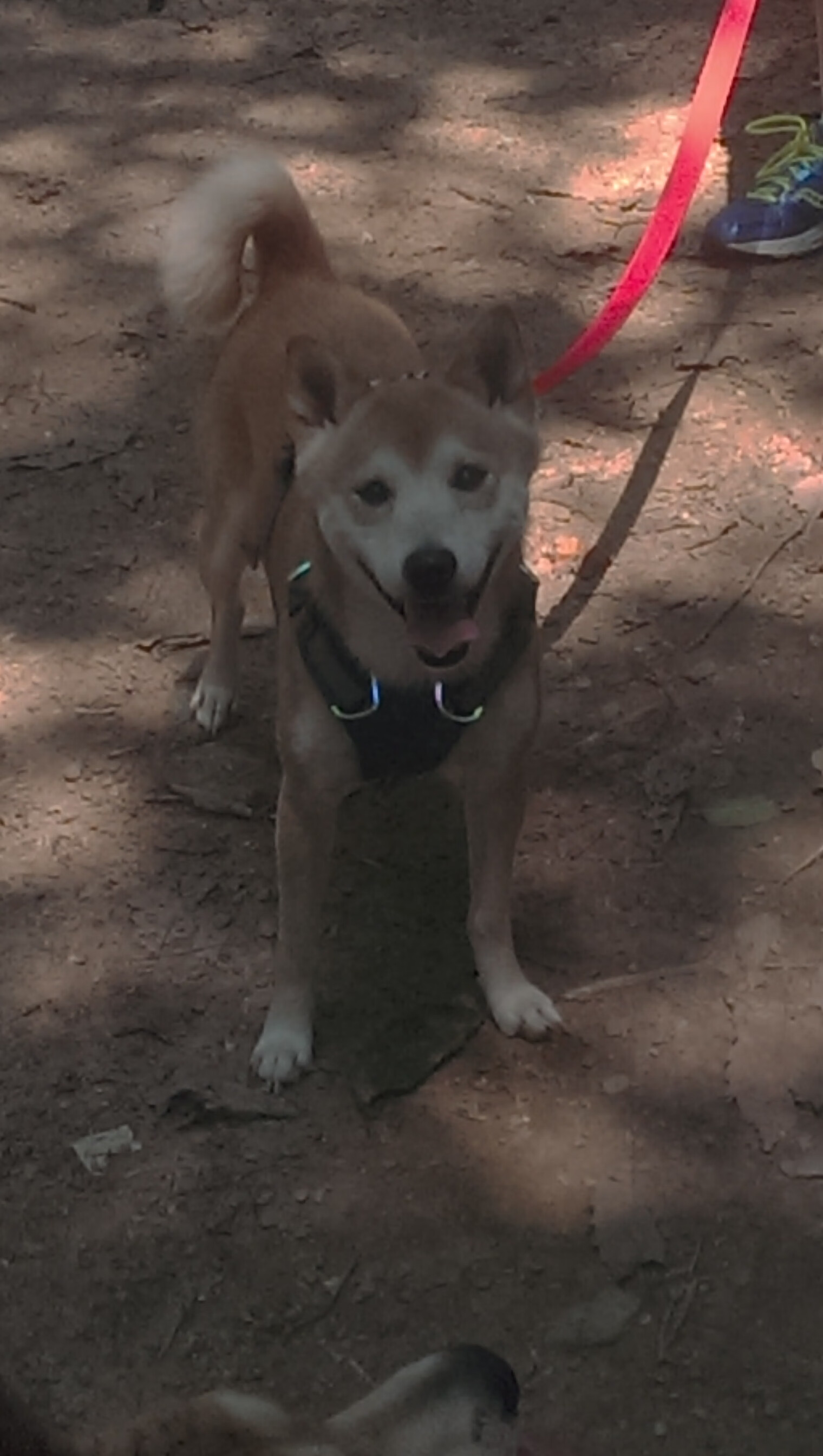 爱游戏体育娱乐-法甲新人闪耀：未来领军人物崛起！，法甲潜力球员