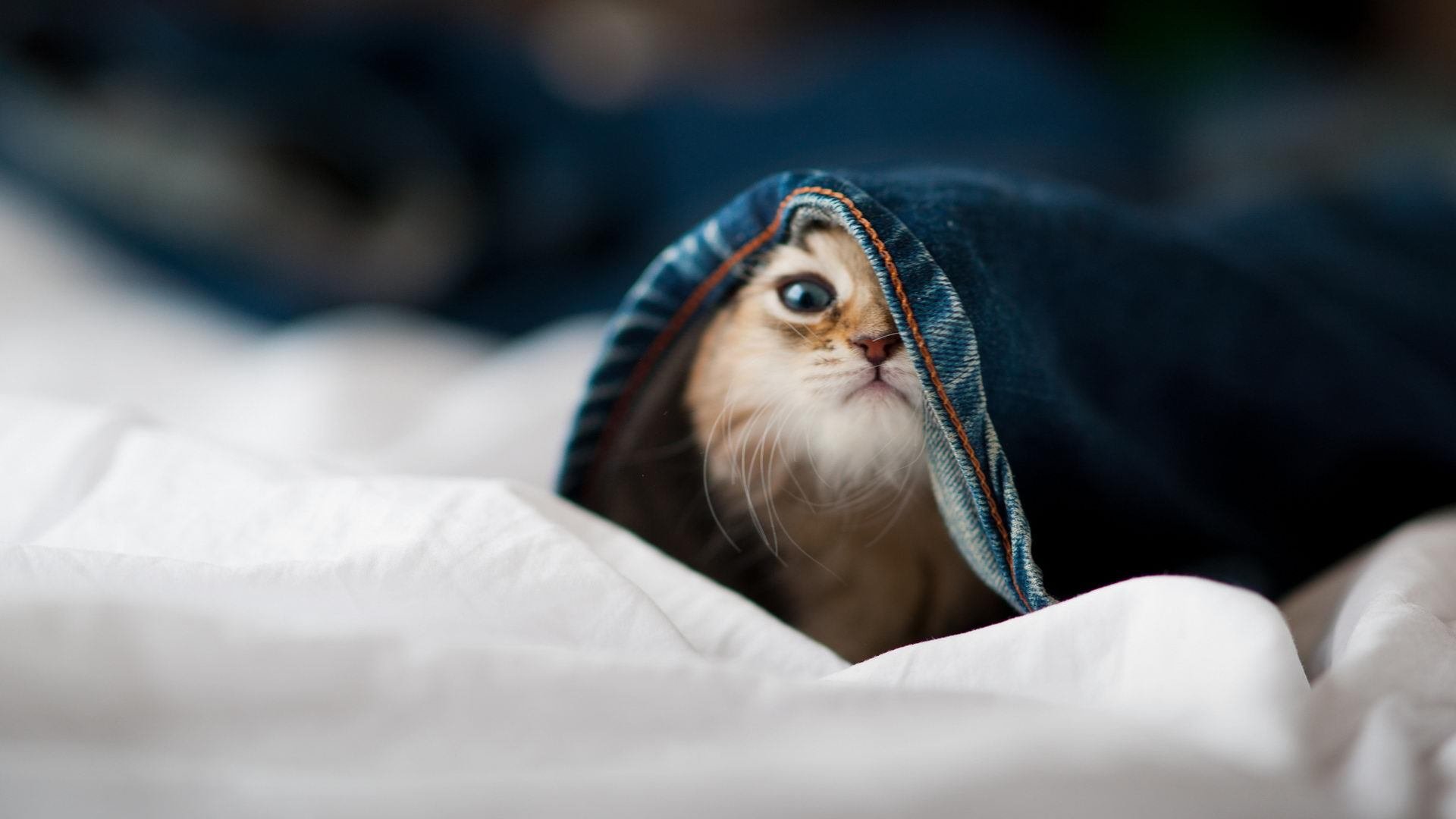 谷爱凌在比赛中展示空中控板能力,谷爱凌cctv